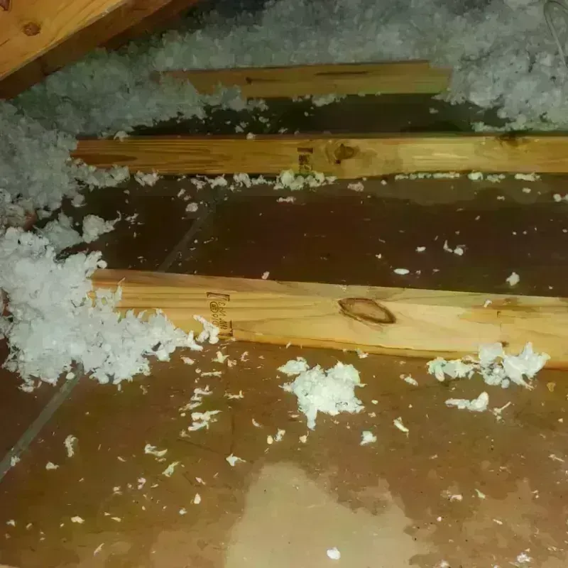 Attic Water Damage in Bay Pines, FL